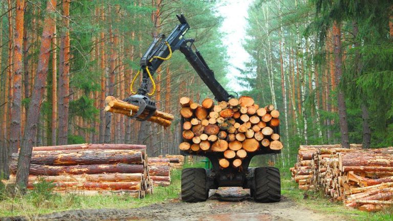 Timber imports bounce back in May